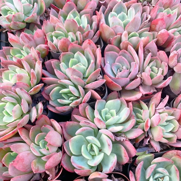 绮罗6.5cm盆多肉植物【满9.9包邮】以直播间展示为主