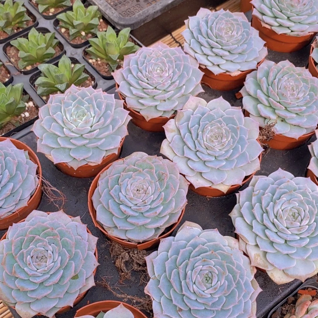 【闪购商品】冰糖雪梨大单头，满9.9包邮