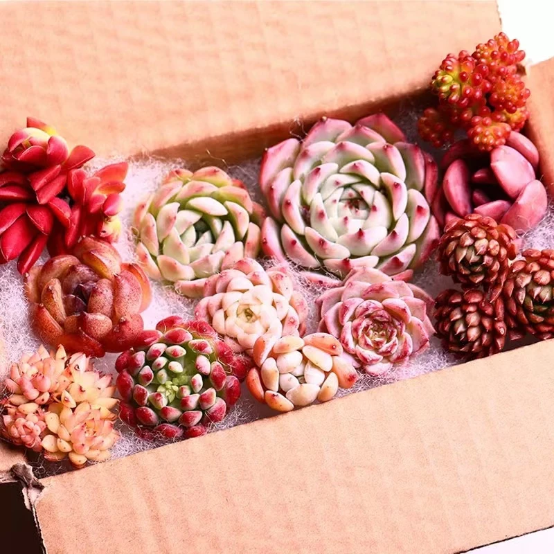 精品多肉2颗随，订单送