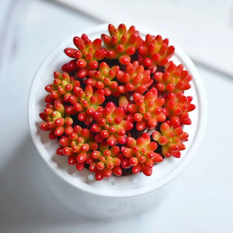 虹之玉8园盆【满9.9包邮】多肉植物以直播间展示为主