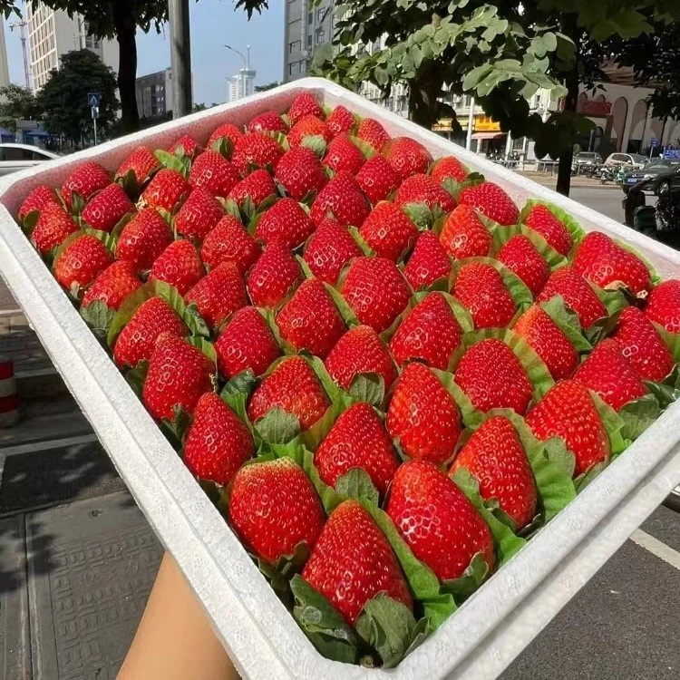 丹东九九草莓三斤一箱99草莓