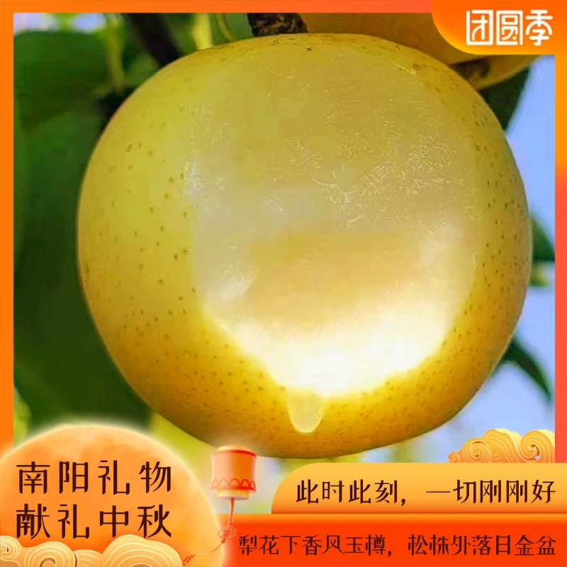 【顺丰包邮】南阳博望黄金梨 5斤装 现摘新鲜应季水果梨子