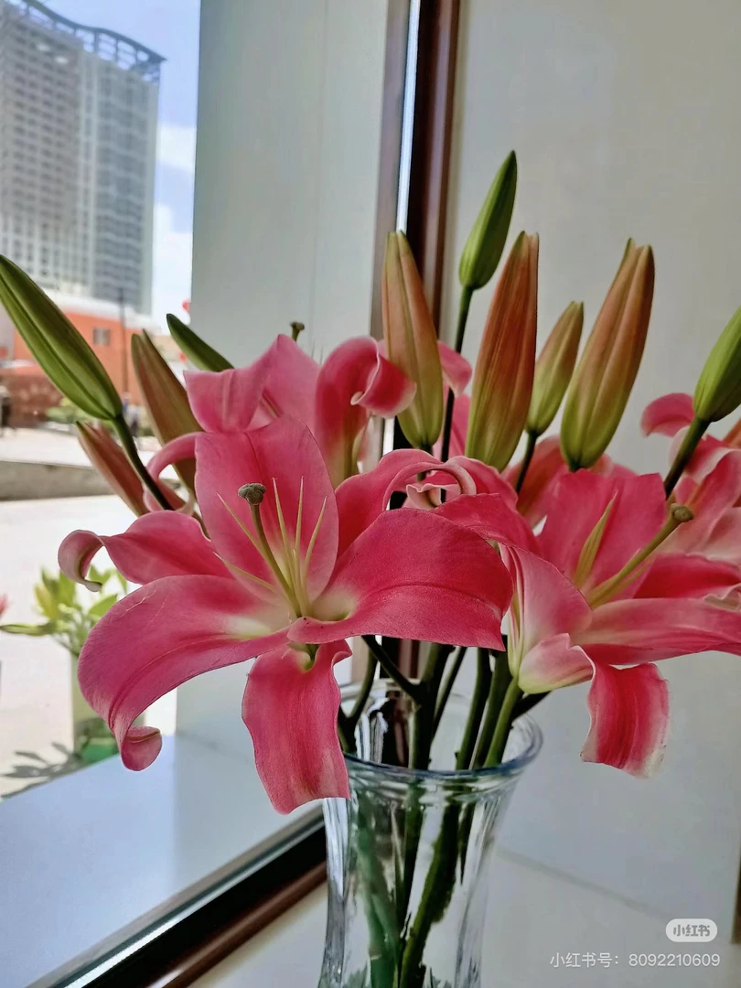 3号拉布拉多百合3头好花我要买我不售后