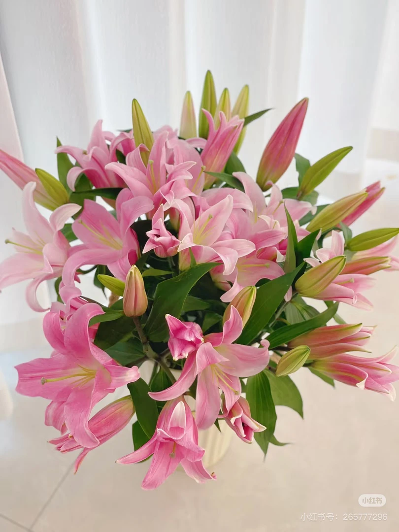 第二家星光百合多头好花，我要买我不售后