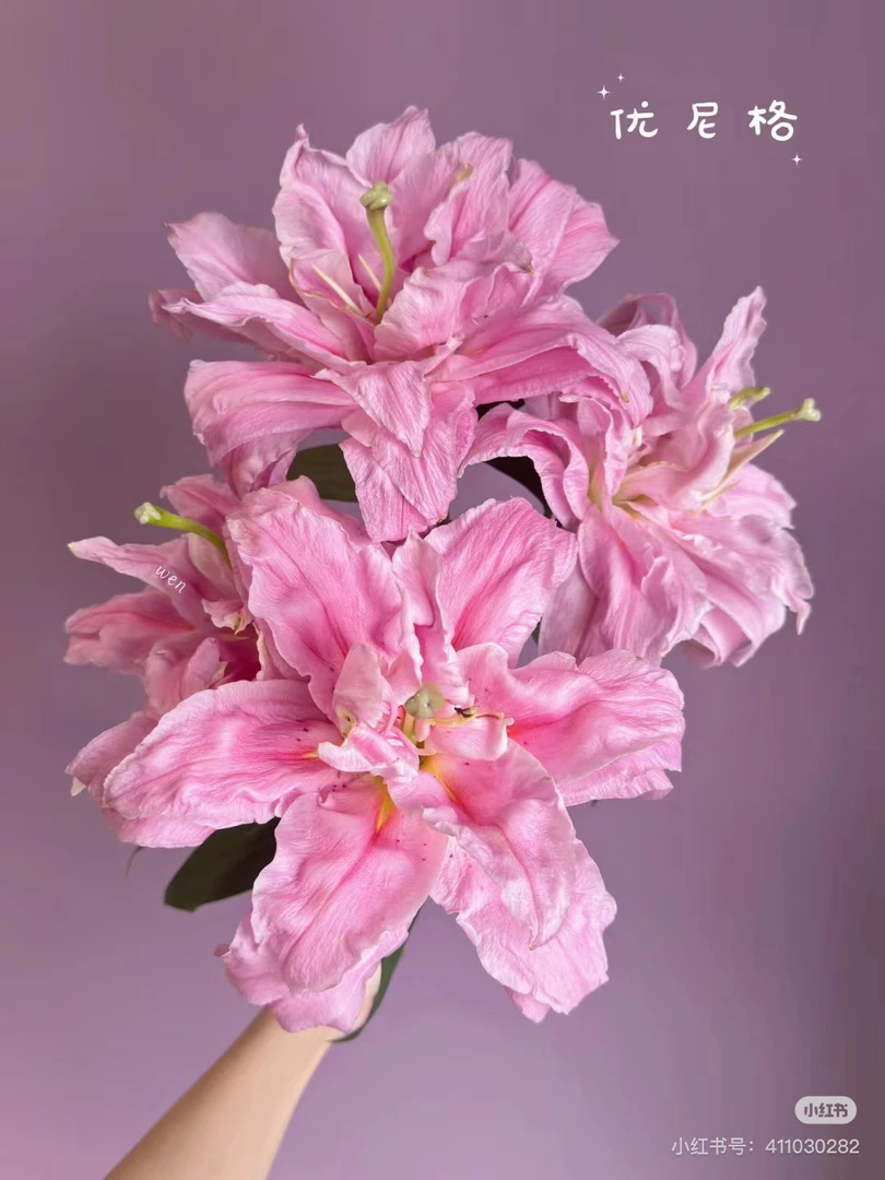 13号尤尼格百合单头，我要买我不售后