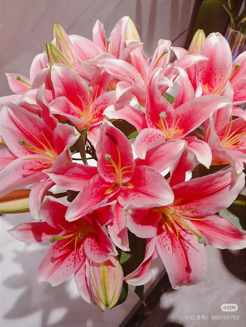 车花致敬百合多头，我要买我不售后