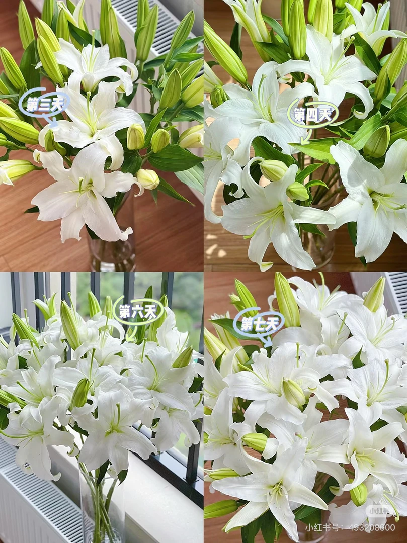 9号歪伯利亚百合多头1把10枝，我要买我不售后不售后