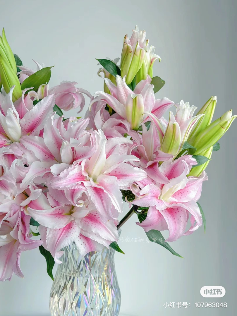 2号莲花粉色重瓣百合多头，我要买我不售后