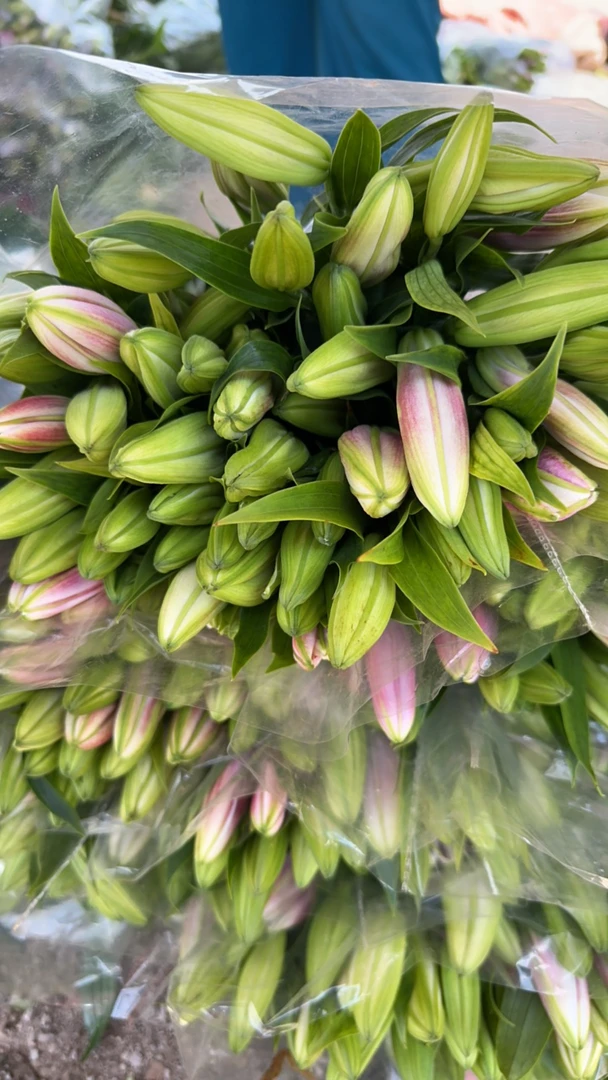 车花梯伯百合花 混头 2把装 看好在买 我不售后