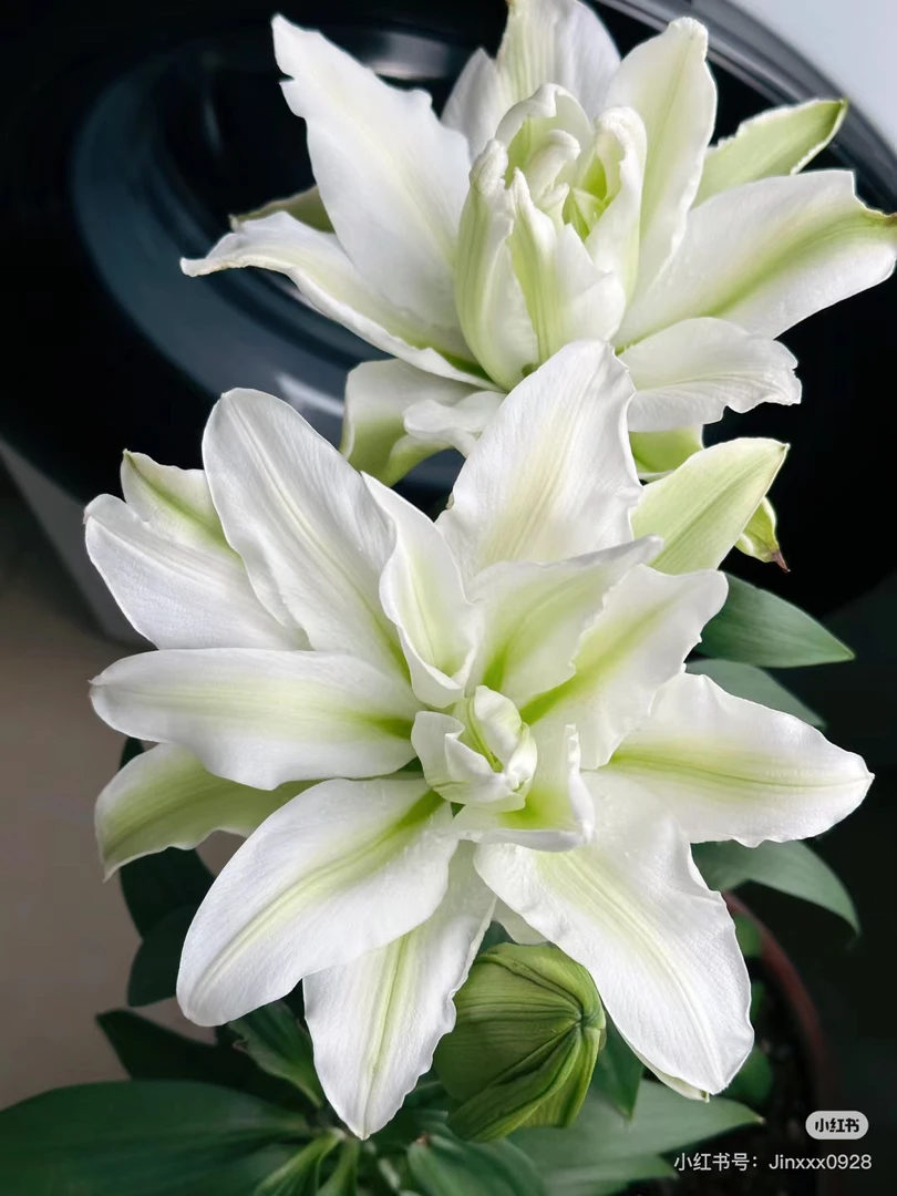 车花艾莎百合多头，看好再拍，我不售后