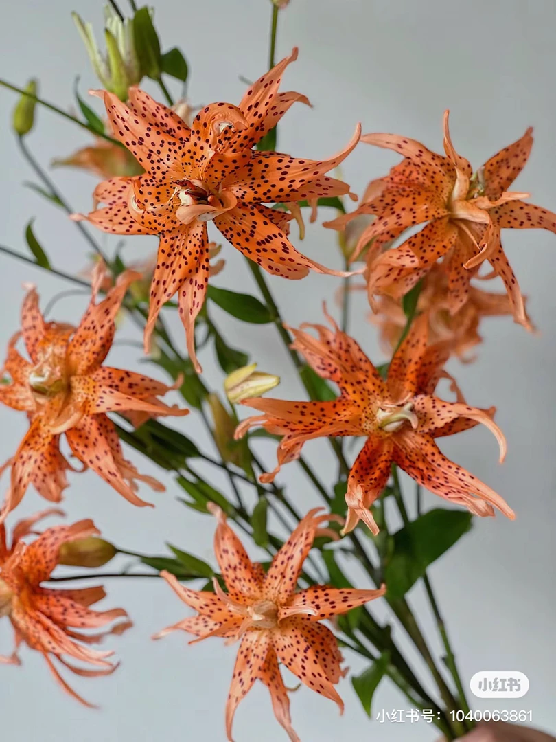 车花虎皮宝宝亚百合没有香味，我要买我不售后
