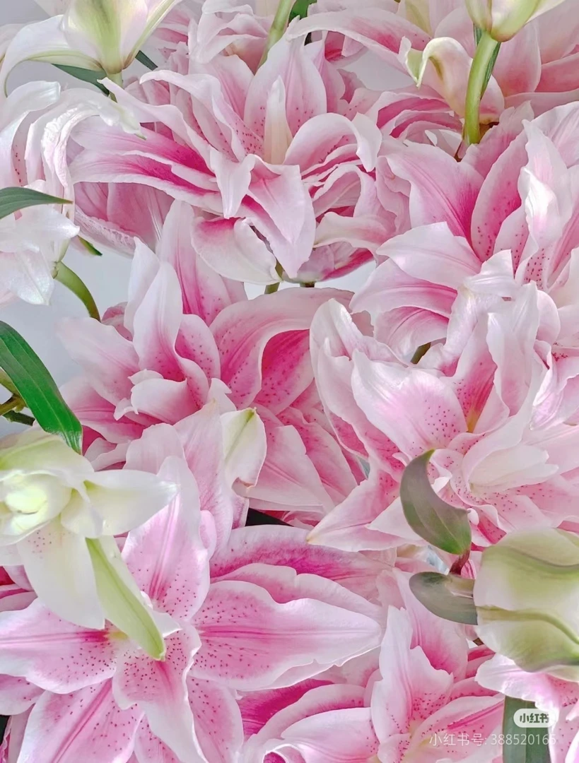 2号贝拉百合2把20，看好再拍，我要买我不售后