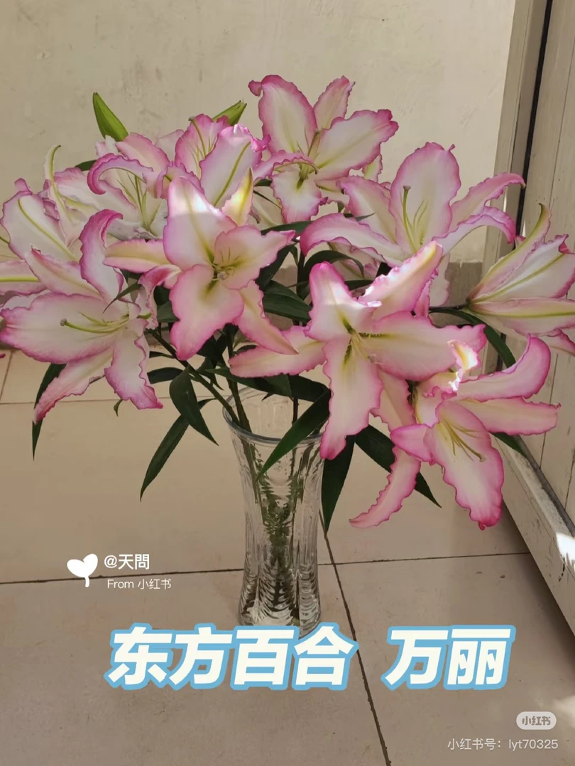 8号万丽百合多头，叶水不好我要买我不售后