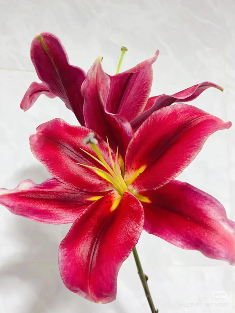 2号永恒的爱百合多头，看好再拍我要买我不售后