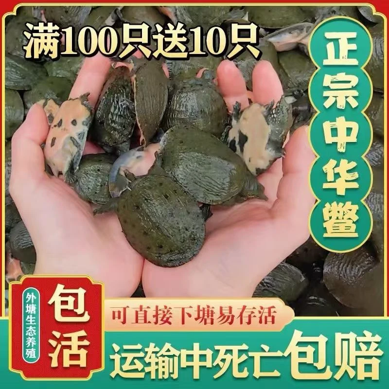 2024新苗甲鱼苗江西水鱼鳖王八生鲜食品甲鱼甲鱼直播甲鱼直播卖货