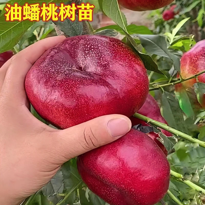 大红桃油蟠桃水蜜桃苗嫁接冬桃树苗南北方种直当年结果