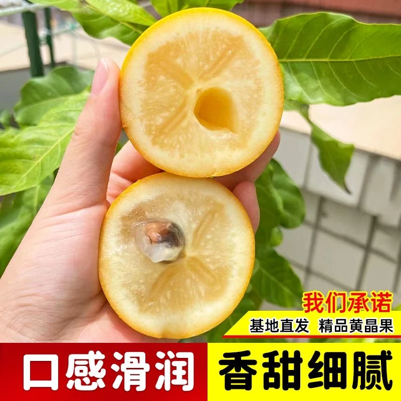 精选黄晶果树苗嫁接冬晶果苗南方庭院盆栽种植树苗黄金果树果苗