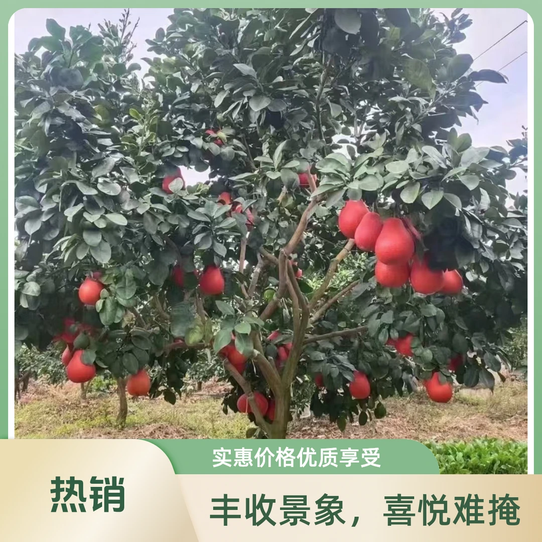 新品种中国红柚果肉饱满一口爆汁耐寒耐热南北均可种植#暹罗红柚