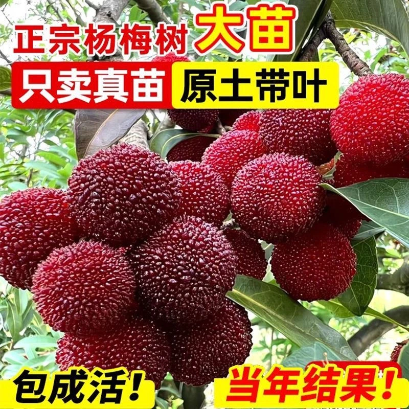 直播间一物一拍早熟红玫瑰水晶杨梅可盆栽地栽带原杯发东魁杨梅苗