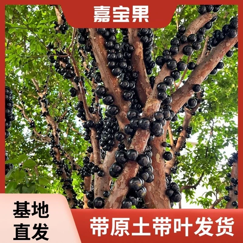 【婷姐】嘉宝果树苗树葡萄苗四季花盆种植地栽盆栽庭院种植带土发货