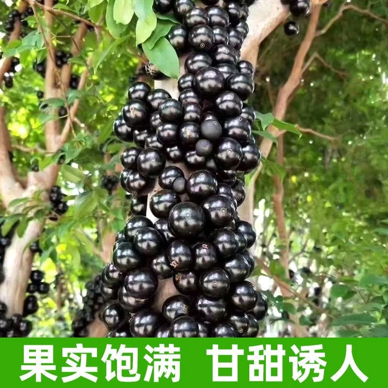 【婷姐】艾斯卡嘉宝果树苗绿植可庭院地栽盆栽原杯发货带土带叶包邮