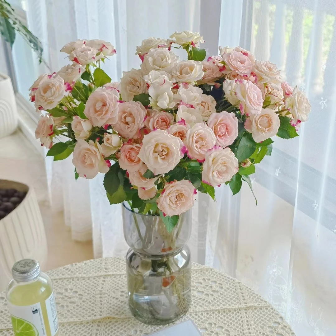 zb|【多头折射】玫瑰鲜花云南鲜花基地直发