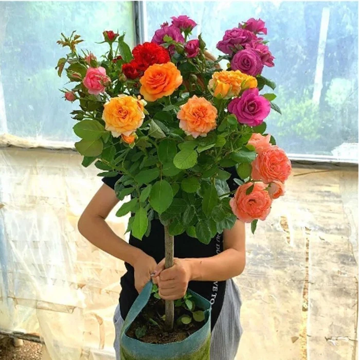 【修剪发货】顺丰包邮树桩月季花棒棒糖造型阳台四季开花可盆栽