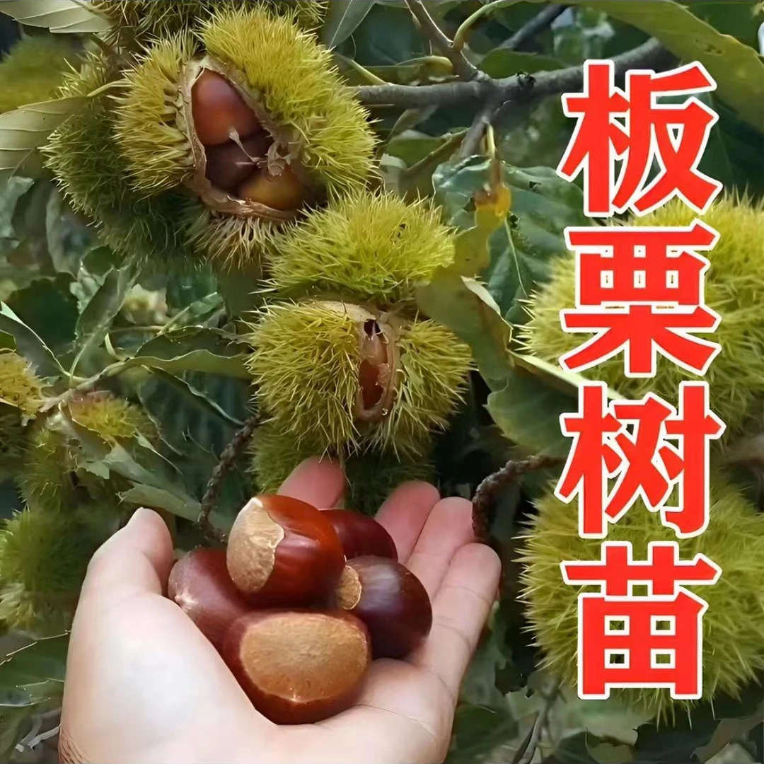 嫁接板栗苗王中王大红袍板栗树苗盆栽地栽南北方庭院种当年结果苗