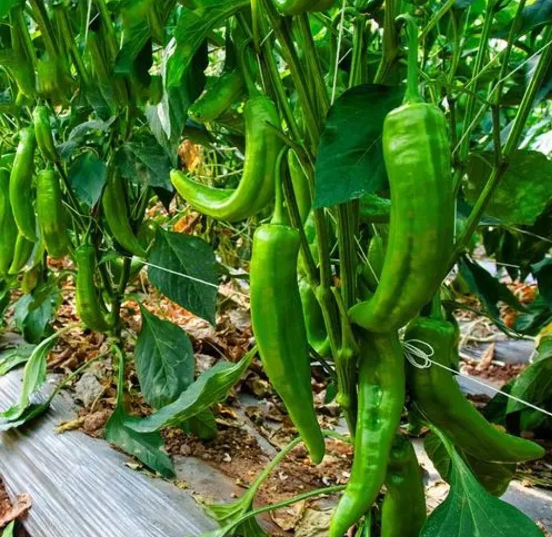 苏北新鲜本地青椒现摘现卖