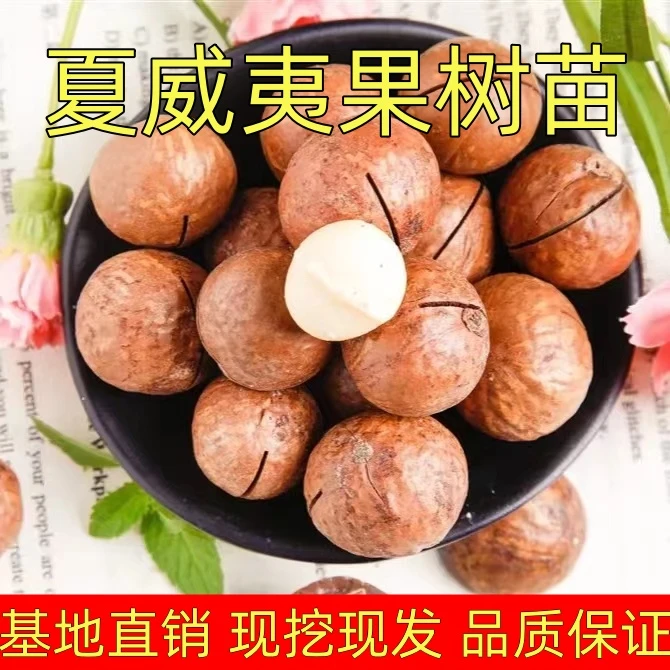 夏威夷果树苗罕见树苗桂热一号当年结果南北方种植盆栽地栽包对版