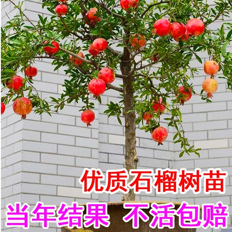 石榴树树苗突尼斯软籽石榴苗特大无籽石榴树庭院果树盆栽地栽结果