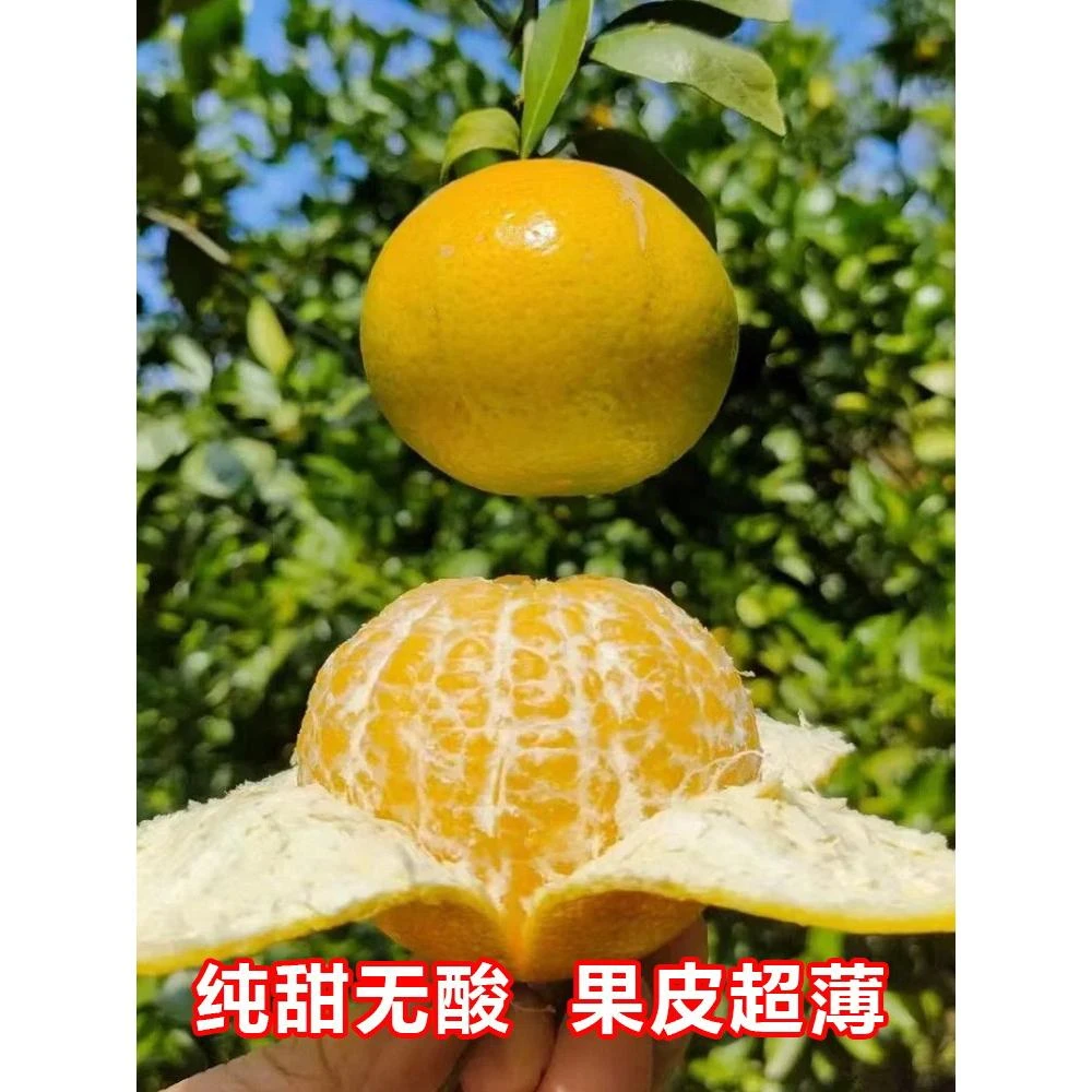 皇帝柑树苗带土南北方地栽大桔子果苗盆栽嫁接四季橘子苗当年结果