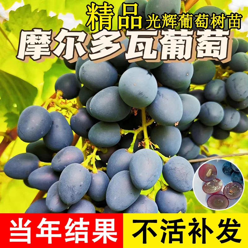 新品种摩尔多瓦葡萄苗爬藤南方北方盆栽地栽种植当年结果包成活