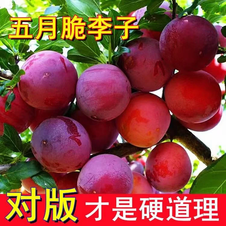 蜂糖李子苗黑布林李子树苗早熟南方北方地栽盆栽当年结果包成活