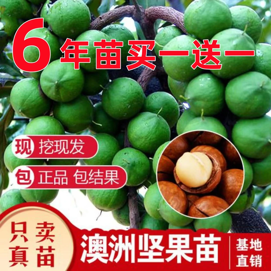 夏威夷果嫁接果树苗当年结果澳洲坚果桂热一号南北方种植耐寒耐热