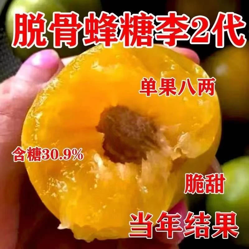 李子苗三华李早熟蜂糖李子树苗盆载地栽南方北方种植果树果苗带土