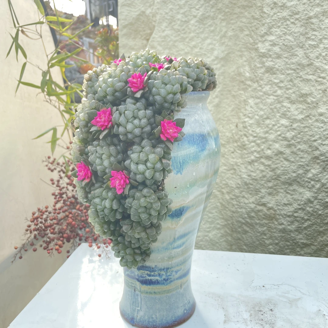 景天造景【水晶玉露】多肉植物花卉微景观办公室室内盆景高端礼物