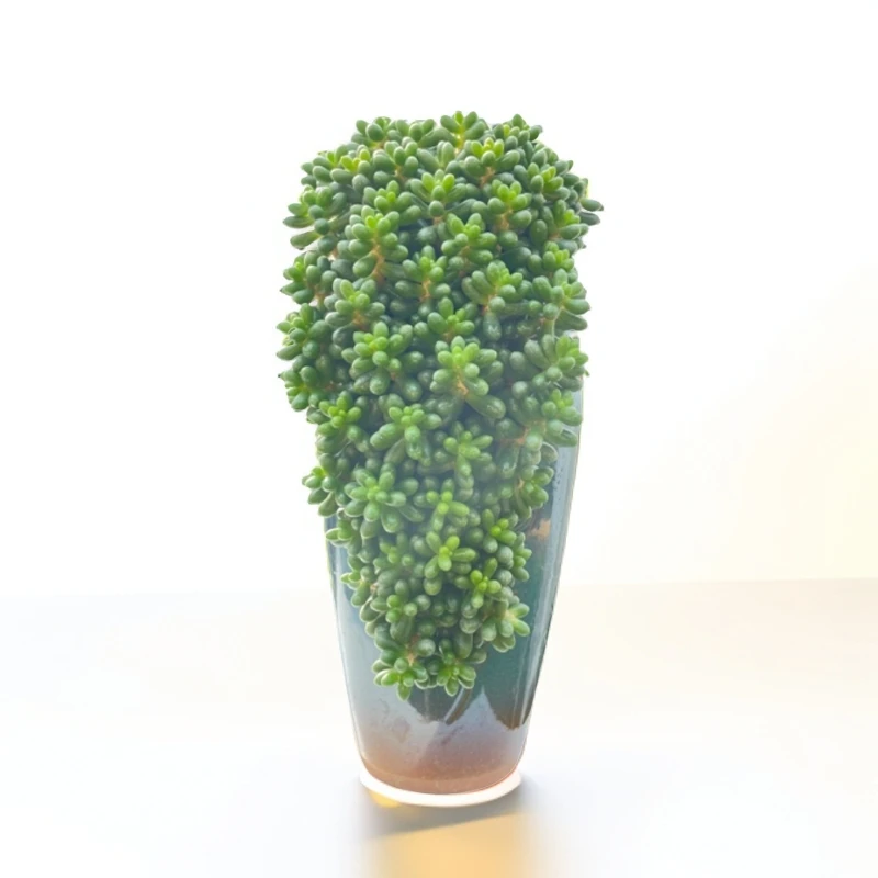 青山 绿水 绿龟卵实物拍摄 (精品多肉)悬崖造型盆景 带盆正常发货