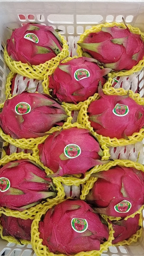 海南红心火龙果50#