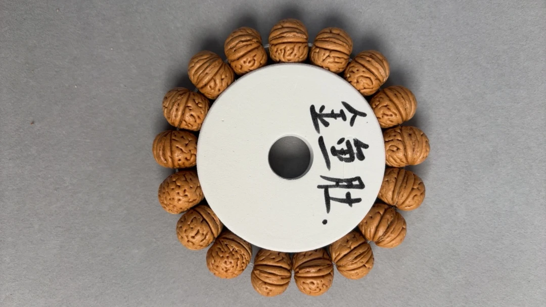 手串金鱼肚，边肚19