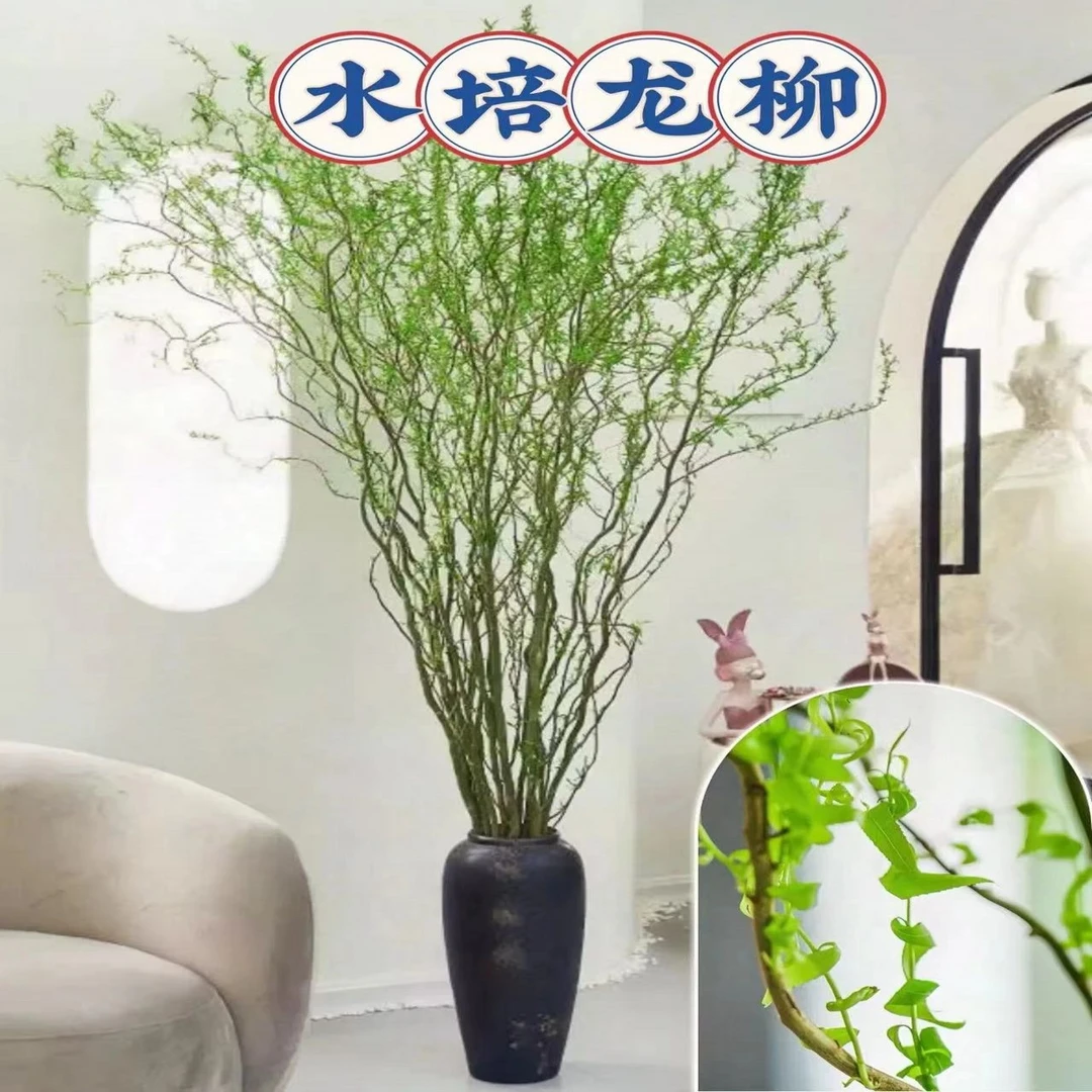 国风龙柳鲜支水培植物室内客厅水培龙柳鲜切枝懒人绿植四季好养活