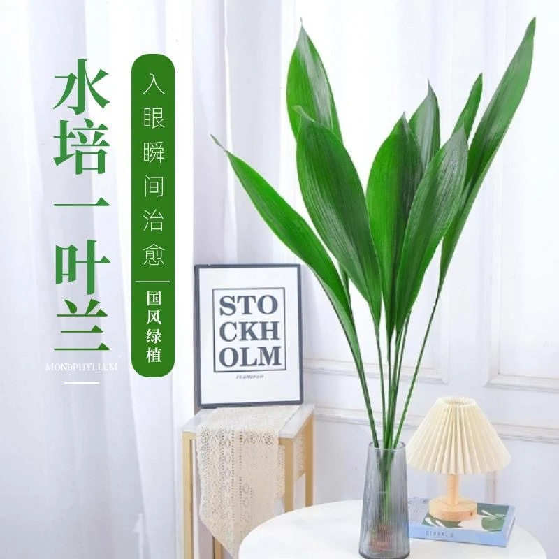 水培绿植一叶兰室内客厅桌面绿植网红绿植四季常青耐阴好养常绿