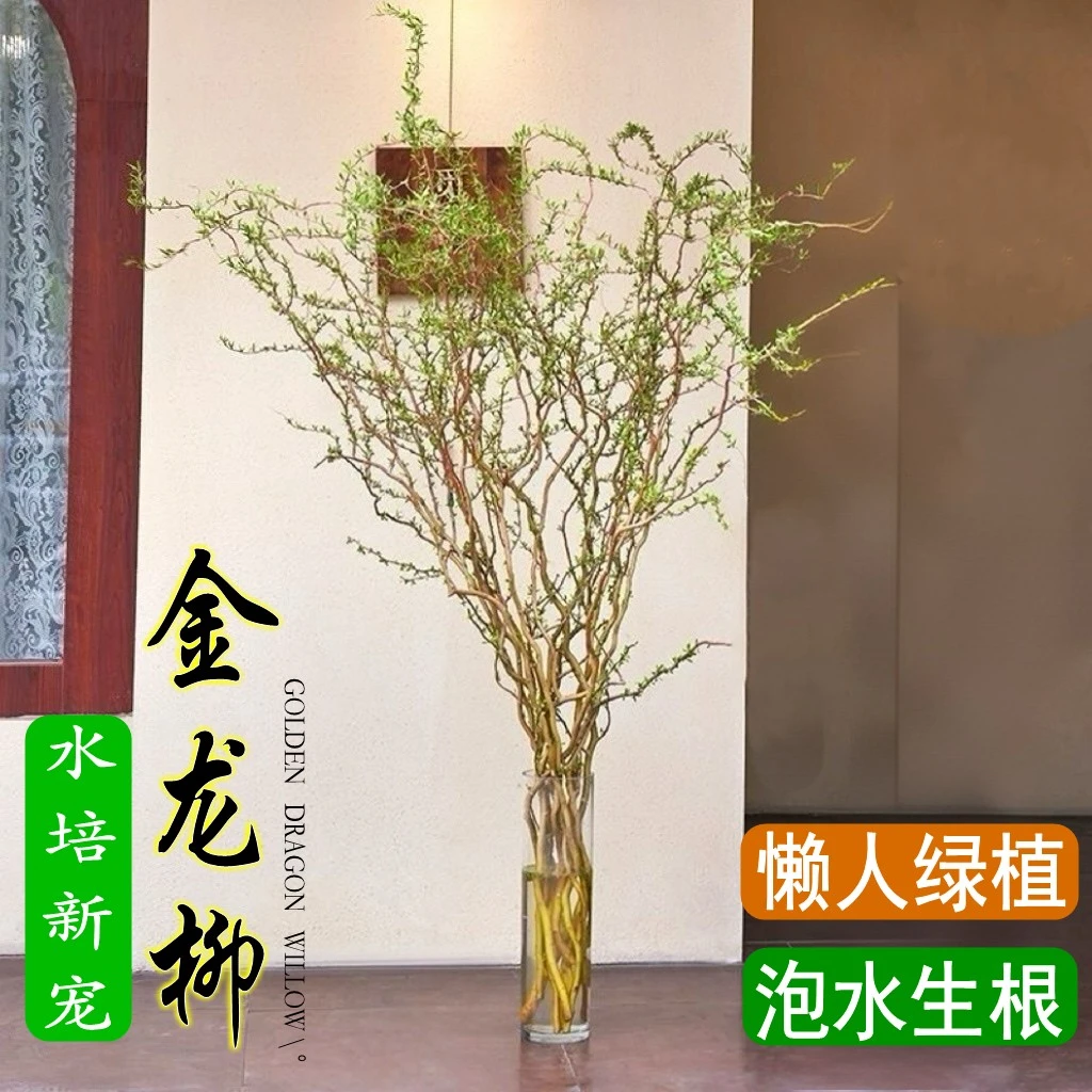 精品黄金龙柳鲜切枝金丝楠藤水培植物室内桌摆落地软装饰懒人绿植