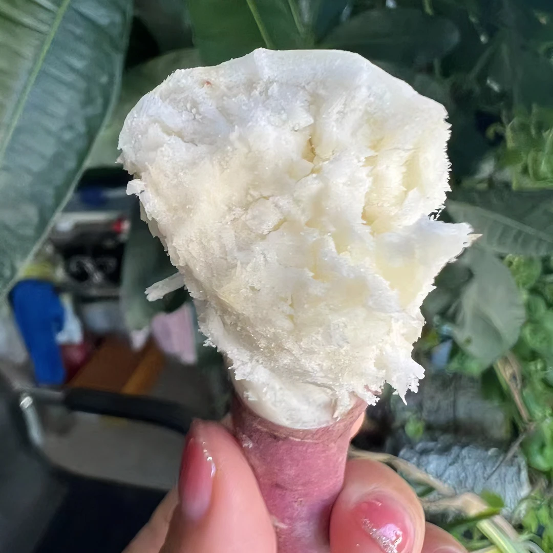 【粉糯香甜】海南东方五里香地瓜粉糯香甜蕃薯沙地种植红薯新鲜发货