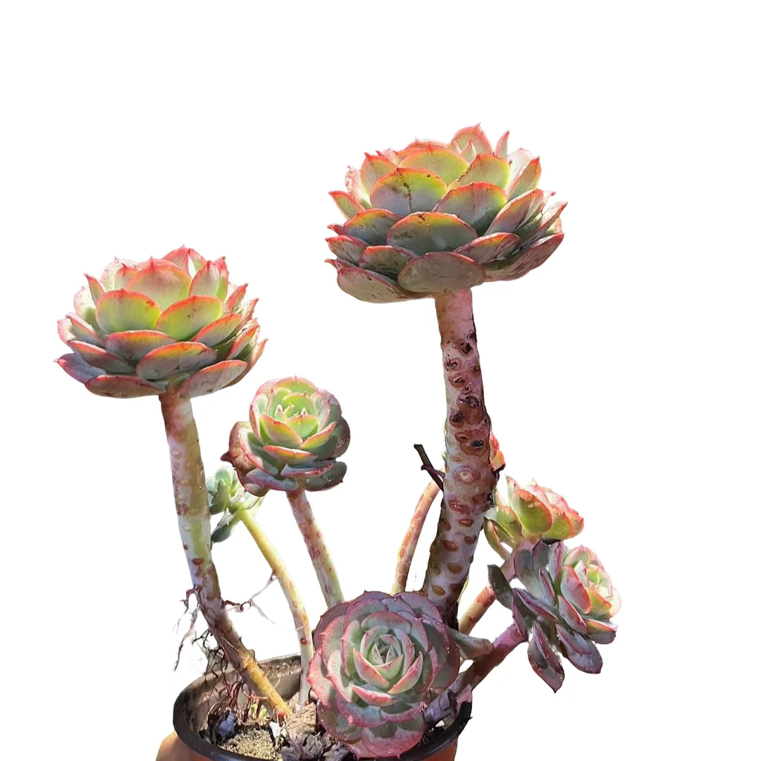 精品多肉植物克罗地亚玫瑰拍一发二