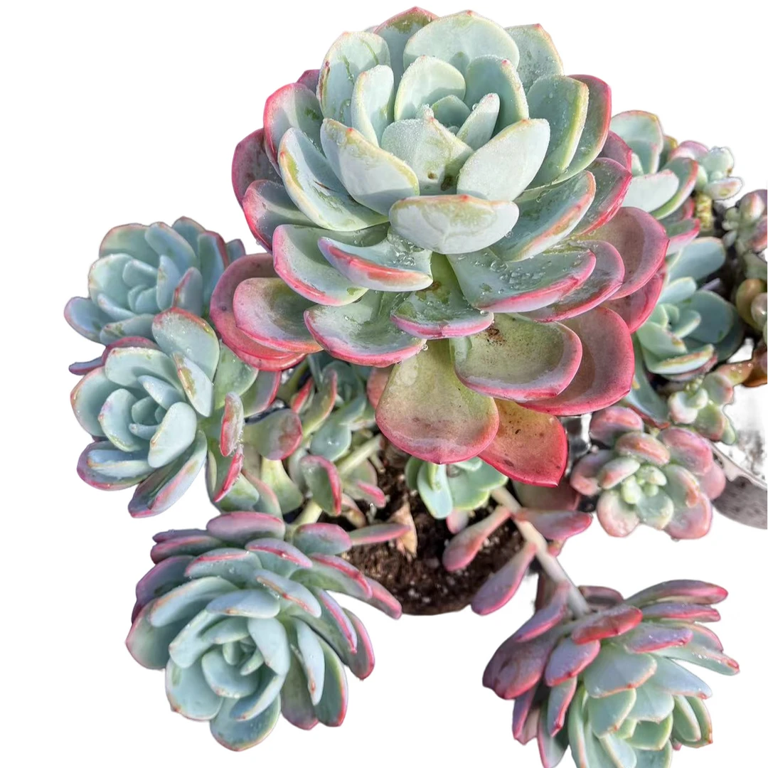 精品多肉植物 大白月光