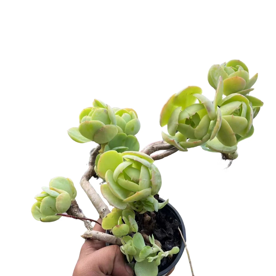 精品多肉植物鸡蛋碧桃