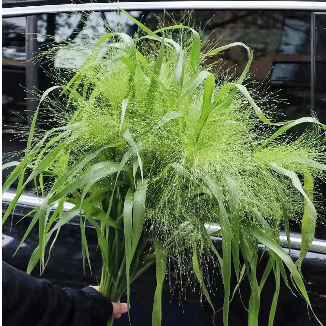 【喷泉草】一束，配草，鲜切花，室内花卉