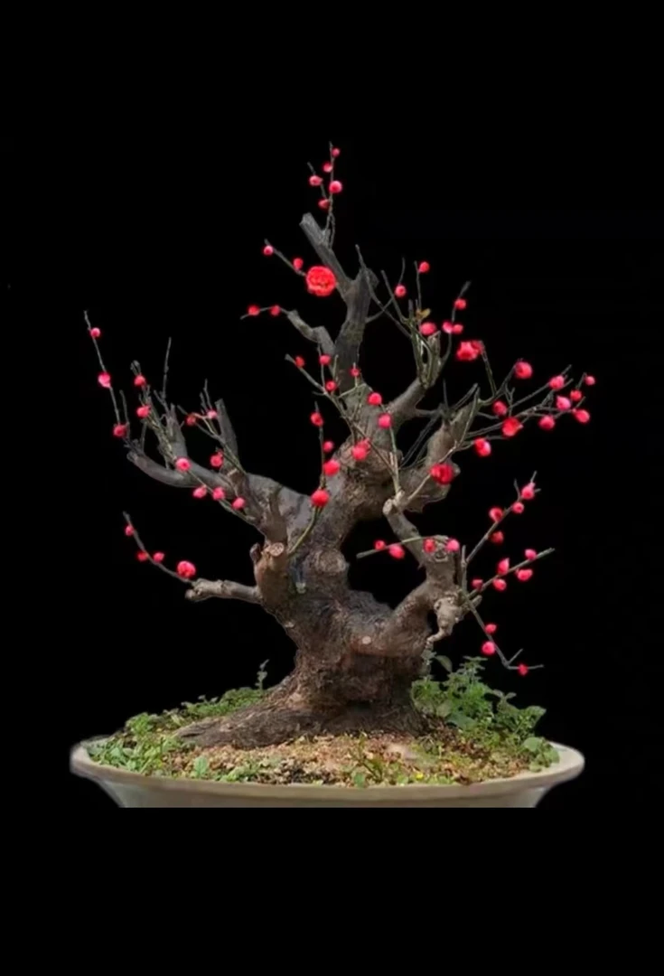 梅花盆景     红花二号