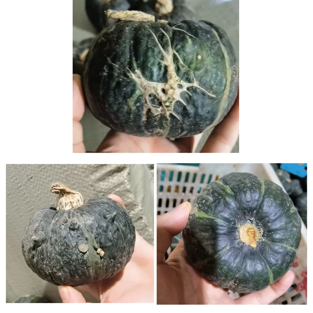 【福利花麻果 中通 已沉糖】内蒙惠和一号贝贝南瓜净重5斤